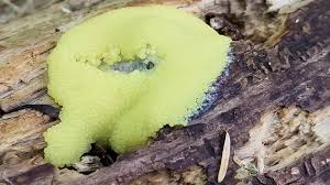 Attēlu rezultāti vaicājumam “Fuligo cinerea macro”