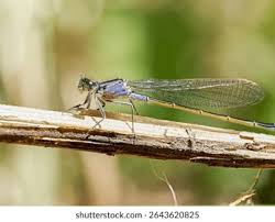Attēlu rezultāti vaicājumam “Ischnura elegans”