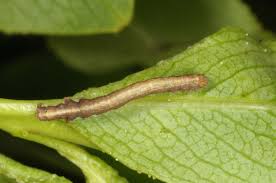 Attēlu rezultāti vaicājumam “Catocala nupta”