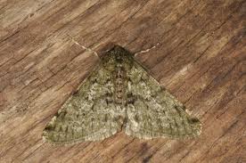 Attēlu rezultāti vaicājumam “Phigalia pilosaria”