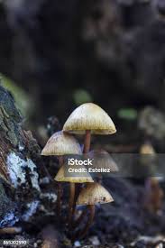 Attēlu rezultāti vaicājumam “Psathyrella pygmaea”