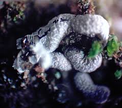 Attēlu rezultāti vaicājumam “Lycogala ustulatum macro”