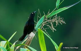 Attēlu rezultāti vaicājumam “Lycogala persicum young”