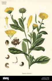 Attēlu rezultāti vaicājumam “Calendula officinalis”