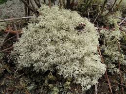 Attēlu rezultāti vaicājumam “Cladonia ciliata”