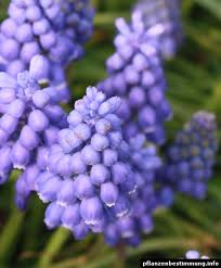 Attēlu rezultāti vaicājumam “Muscari botryoides leaf”