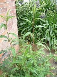 Attēlu rezultāti vaicājumam “Persicaria lapathifolia flower”