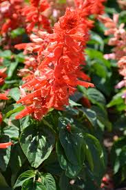 Image result for Salvia splendens