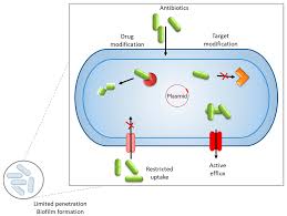 「ジェンナーロ・ガンツ」の画像検索結果