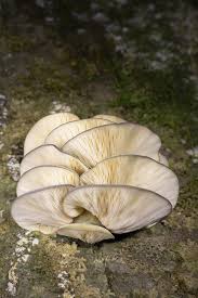 Attēlu rezultāti vaicājumam “Panellus serotinus”