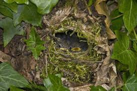 Attēlu rezultāti vaicājumam “Troglodytes troglodytes nest”