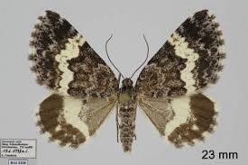 Attēlu rezultāti vaicājumam “Spargania luctuata”