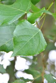 Attēlu rezultāti vaicājumam “Populus nigra Italica leaf”