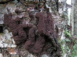 Attēlu rezultāti vaicājumam “Lycogala cf. oleocrystalliferum”