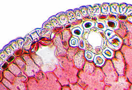 Attēlu rezultāti vaicājumam “Pinus sylvestris leaf”