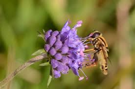 Attēlu rezultāti vaicājumam “Helophilus pendulus”