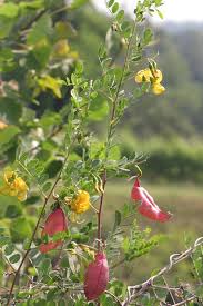 Image result for Colutea arborescens