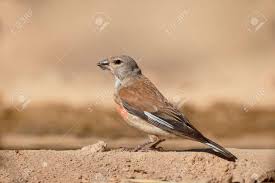 Attēlu rezultāti vaicājumam “Carduelis cannabina male”