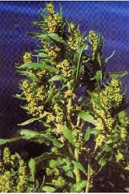 Attēlu rezultāti vaicājumam “Rumex maritimus”