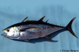 Image result for Thunnus albacares