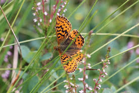 Attēlu rezultāti vaicājumam “Boloria aquilonaris underside”