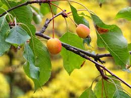 Attēlu rezultāti vaicājumam “Malus prunifolia”