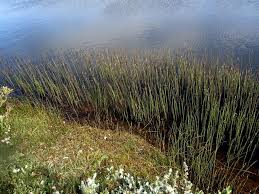 Attēlu rezultāti vaicājumam “Equisetum fluviatile”