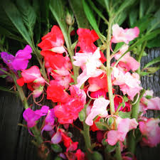 Image result for Impatiens balsamina