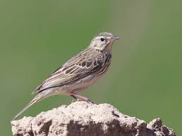 Attēlu rezultāti vaicājumam “Anthus trivialis”