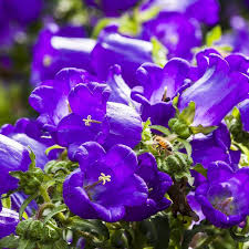 Image result for Campanula medium