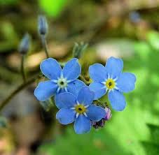 Image result for Myosotis sylvatica