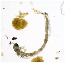 Attēlu rezultāti vaicājumam “Chironomidae larvae”