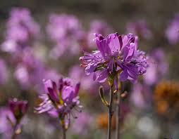 Attēlu rezultāti vaicājumam “Rhododendron canadense”