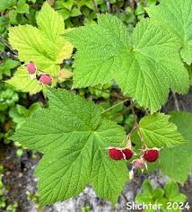 Attēlu rezultāti vaicājumam “Rubus parviflorus fruit”