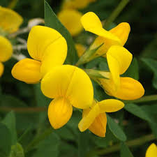 Attēlu rezultāti vaicājumam “Lotus corniculatus”