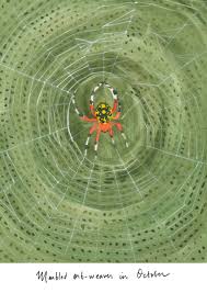 Attēlu rezultāti vaicājumam “Araneus marmoreus”