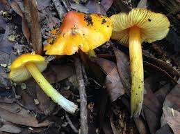 Attēlu rezultāti vaicājumam “Hygrocybe acutoconica”