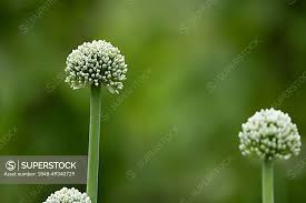 Attēlu rezultāti vaicājumam “Allium cepa bud”