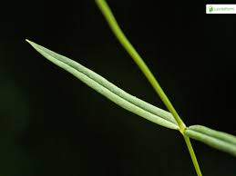 Attēlu rezultāti vaicājumam “Stellaria palustris leaf”