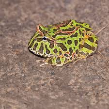 Image result for Ceratophrys ornata