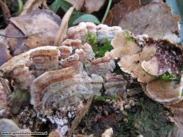 Attēlu rezultāti vaicājumam “Steccherinum bourdotii”