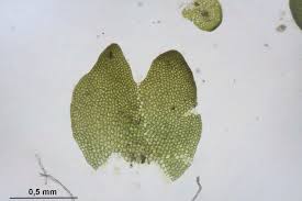 Attēlu rezultāti vaicājumam “Gymnocolea inflata”