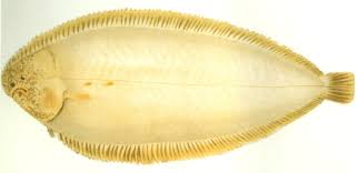 Image result for Solea solea