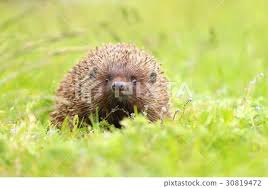 Attēlu rezultāti vaicājumam “Erinaceus roumanicus”