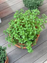 Image result for Oregano