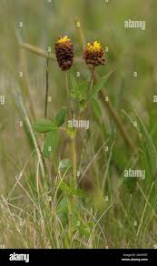 Attēlu rezultāti vaicājumam “Trifolium spadiceum flower”