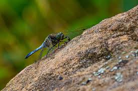 Attēlu rezultāti vaicājumam “Orthetrum cancellatum”