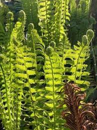 Attēlu rezultāti vaicājumam “Matteuccia struthiopteris”