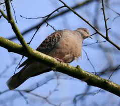 Image result for Streptopelia orientalis