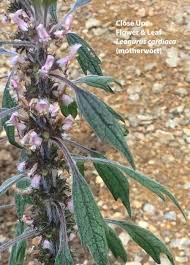 Attēlu rezultāti vaicājumam “Leonurus cardiaca leaf”